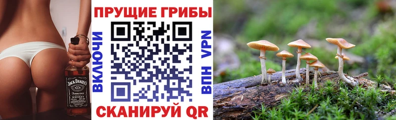дарнет шоп  Самара  Галлюциногенные грибы GOLDEN TEACHER 